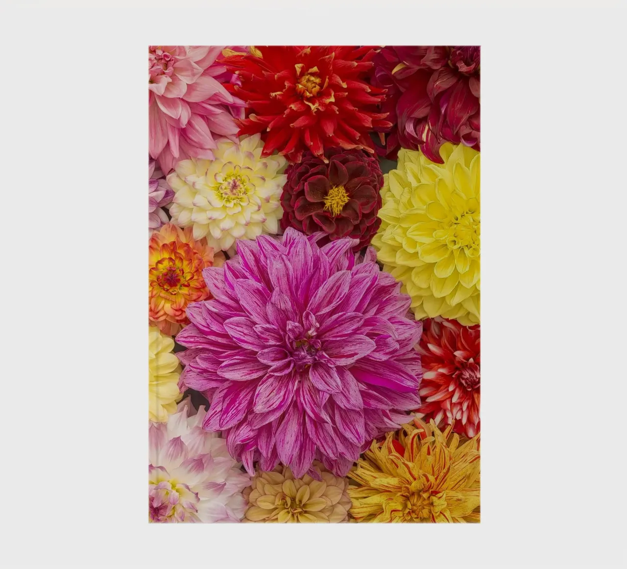 Un caleidoscopio di bellezza: Dalie miste diario da Curious Collections by Marielle Leenders