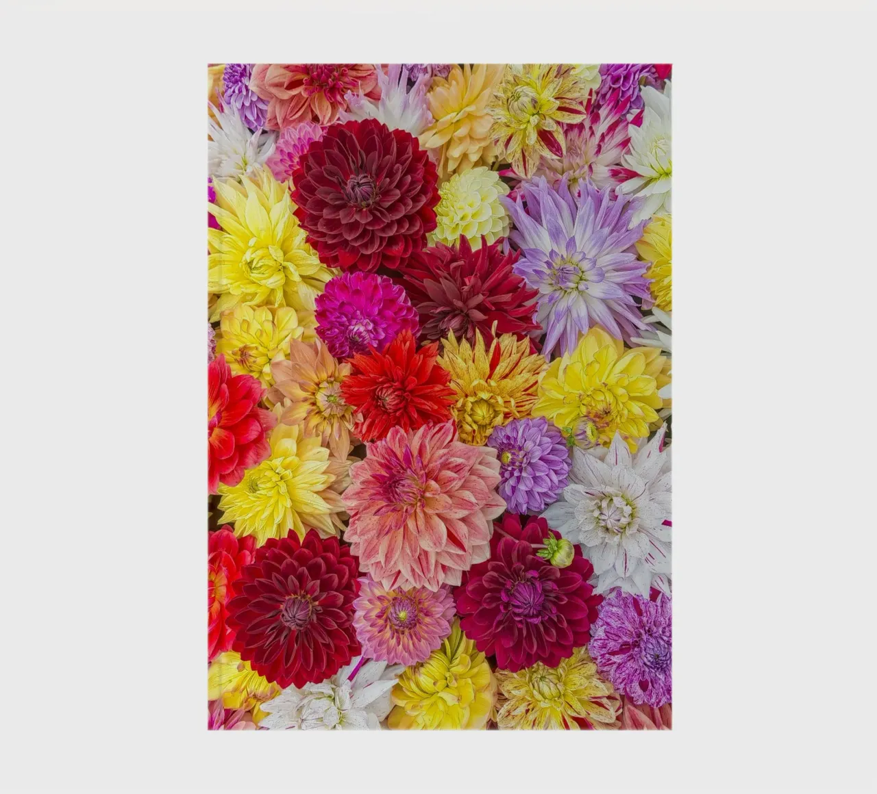 A Symphony of Color: Vibrant Mixed Dahlias notebook by Curious Collections by Marielle Leenders