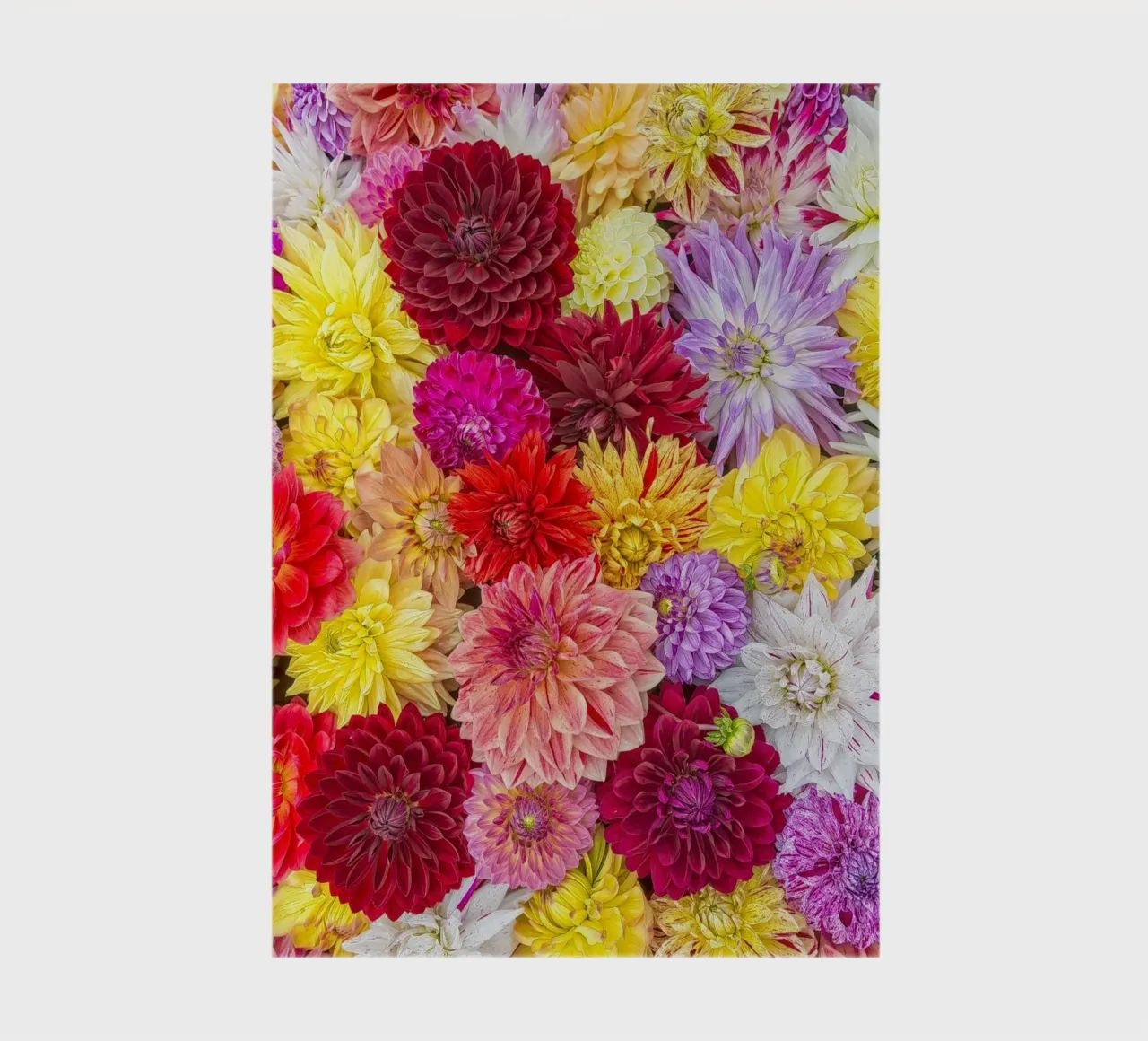 A Symphony of Color: Vibrant Mixed Dahlias notebook by Curious Collections by Marielle Leenders