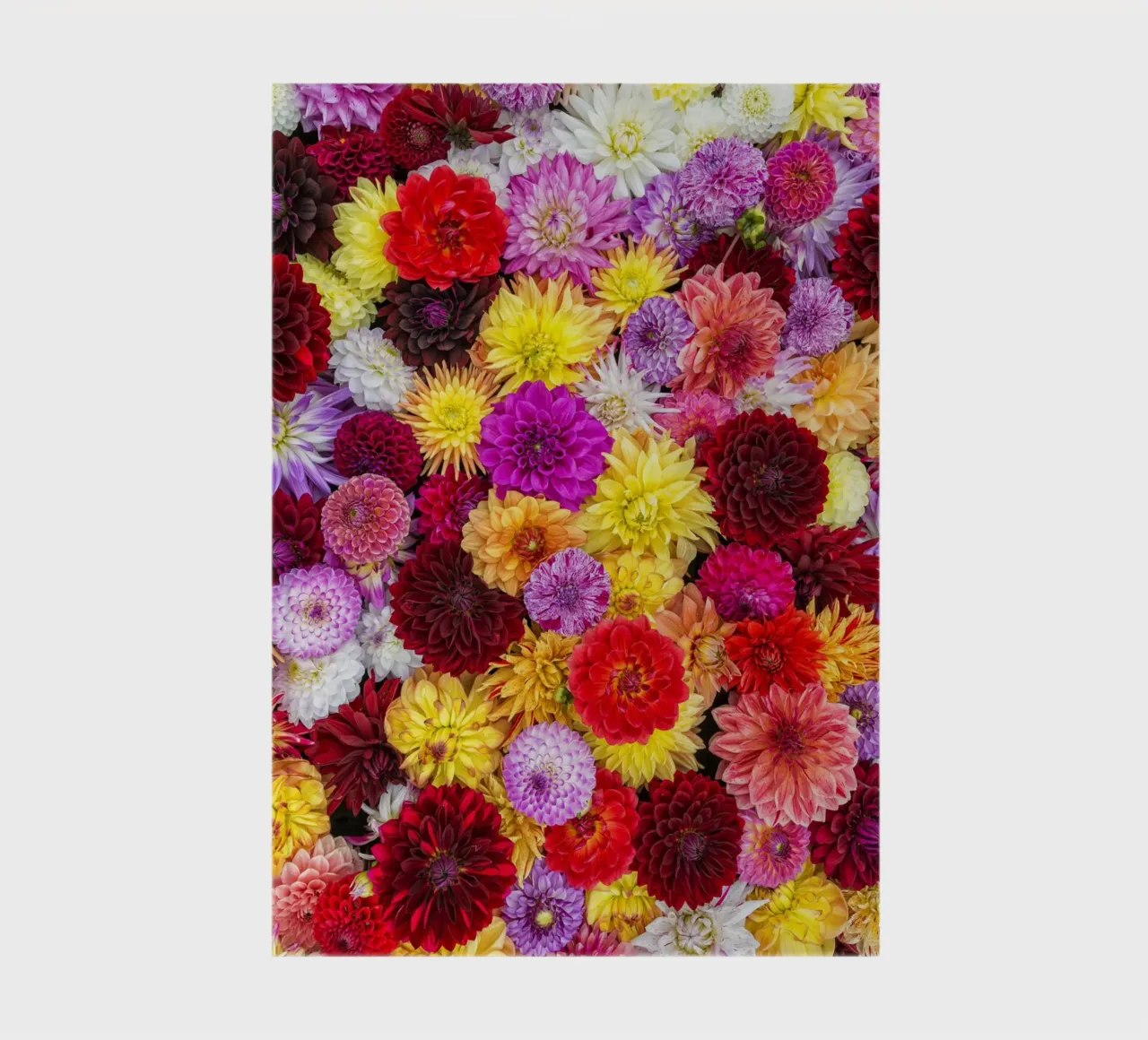 A Vibrant Tapestry: Mixed Dahlias in Full Bloom notebook by Curious Collections by Marielle Leenders