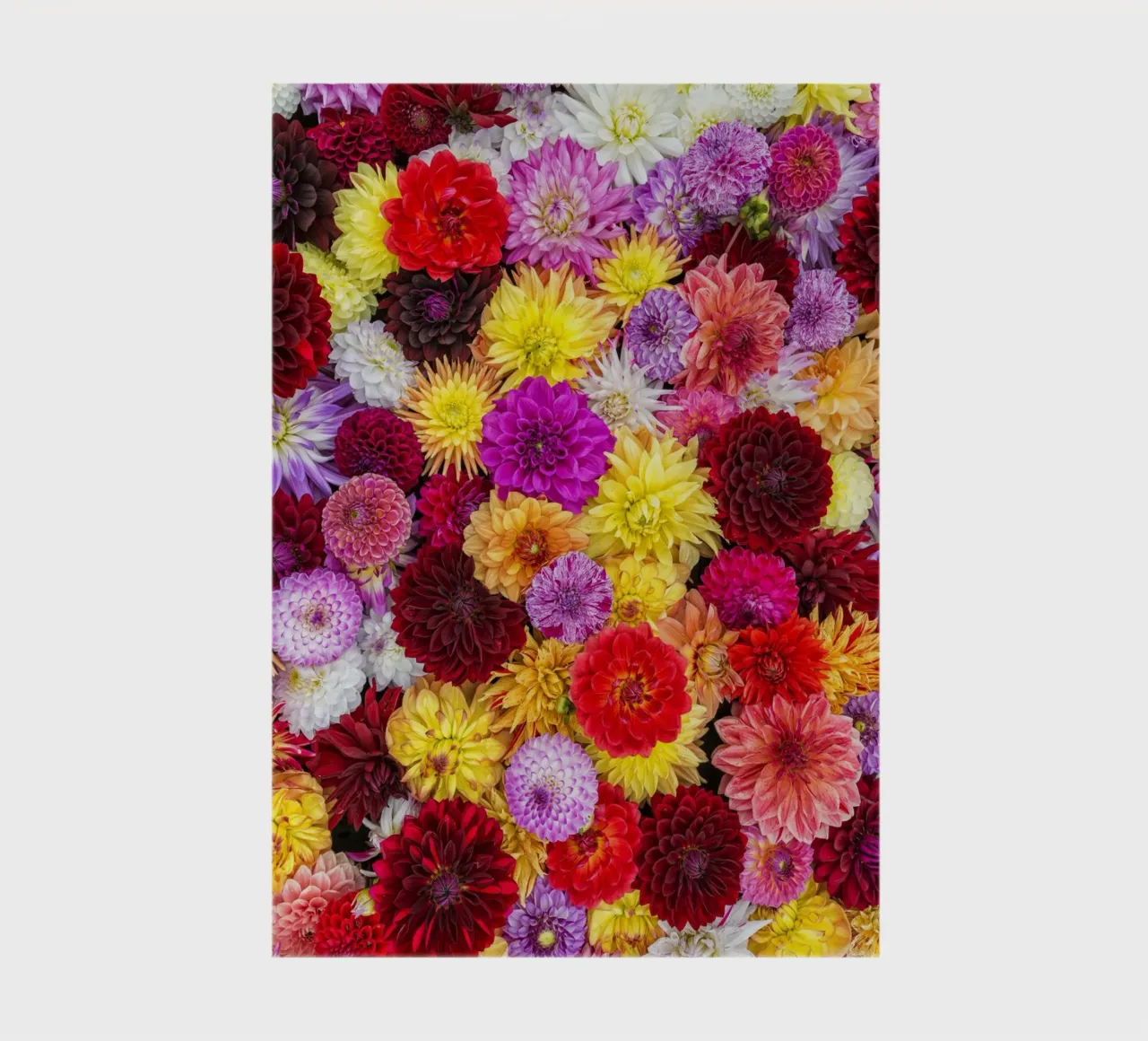 A Vibrant Tapestry: Mixed Dahlias in Full Bloom notebook by Curious Collections by Marielle Leenders