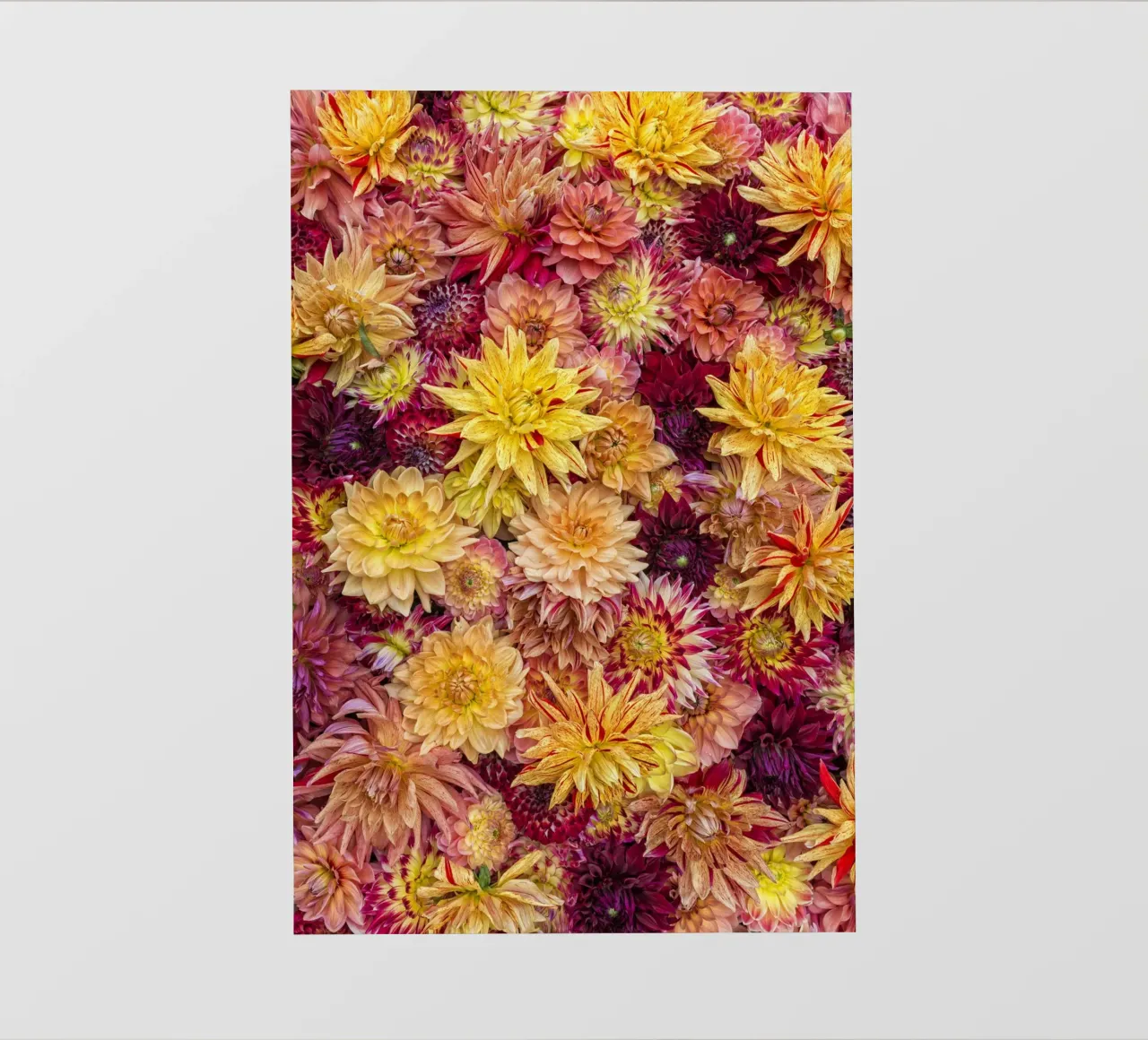 Un caleidoscopio di colori: un campo di dalia dai colori vibranti pellicola backlit da Curious Collections by Marielle Leenders