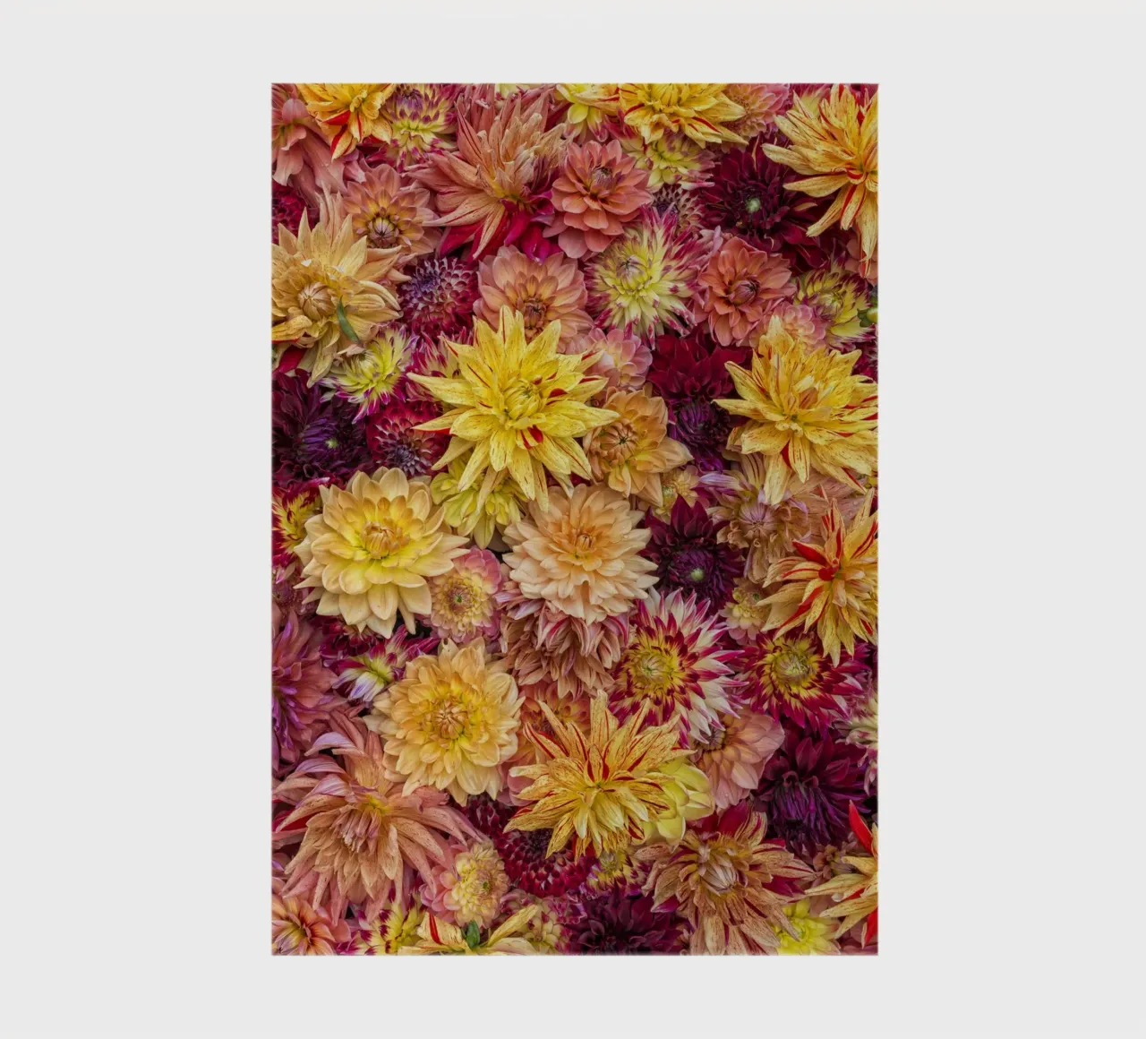 A Kaleidoscope of Color: A Field of Vibrantly Colored Dahlia notebook by Curious Collections by Marielle Leenders