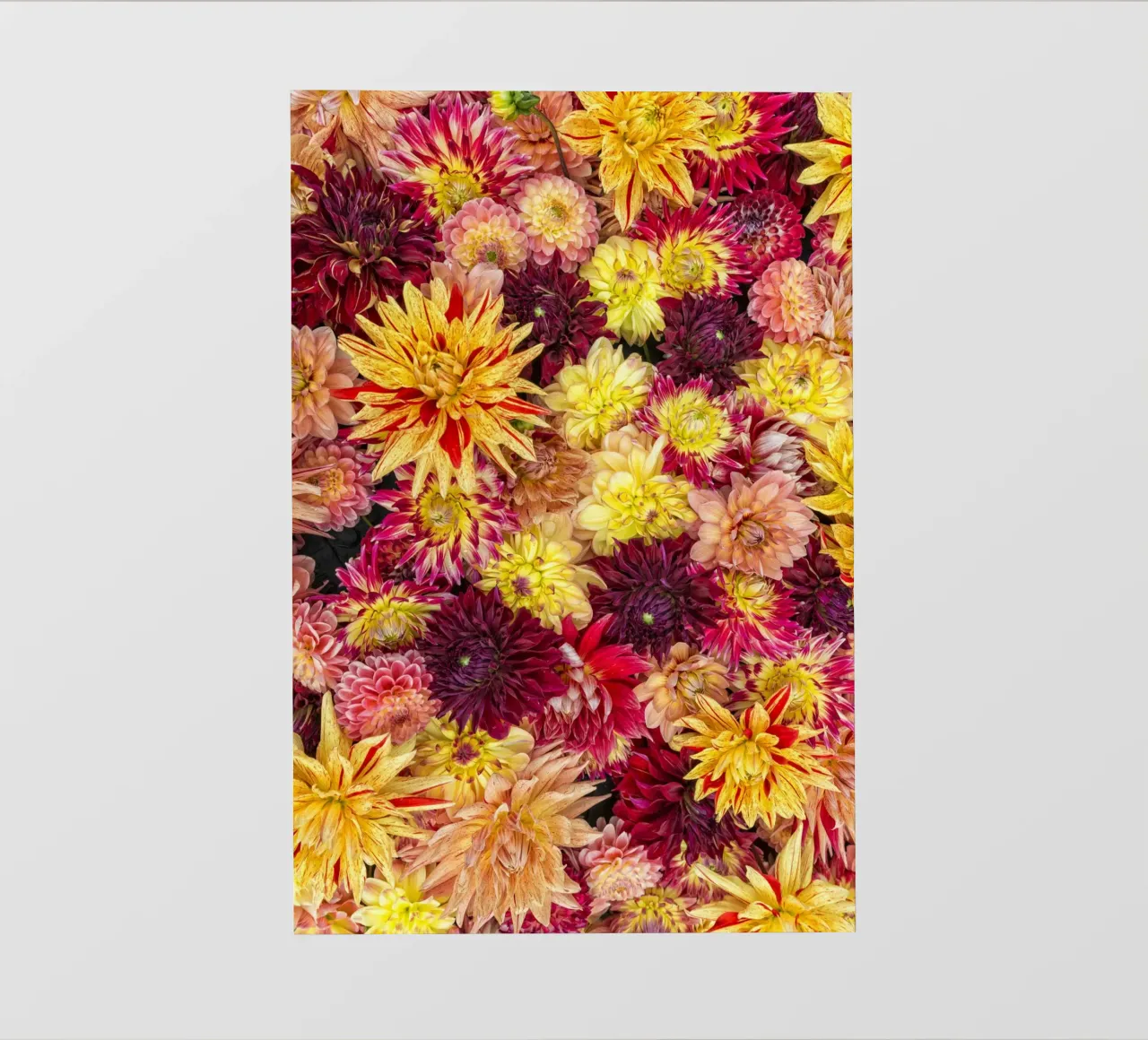 Abbondanza di fiori: Un caleidoscopio di dalie pellicola backlit da Curious Collections by Marielle Leenders