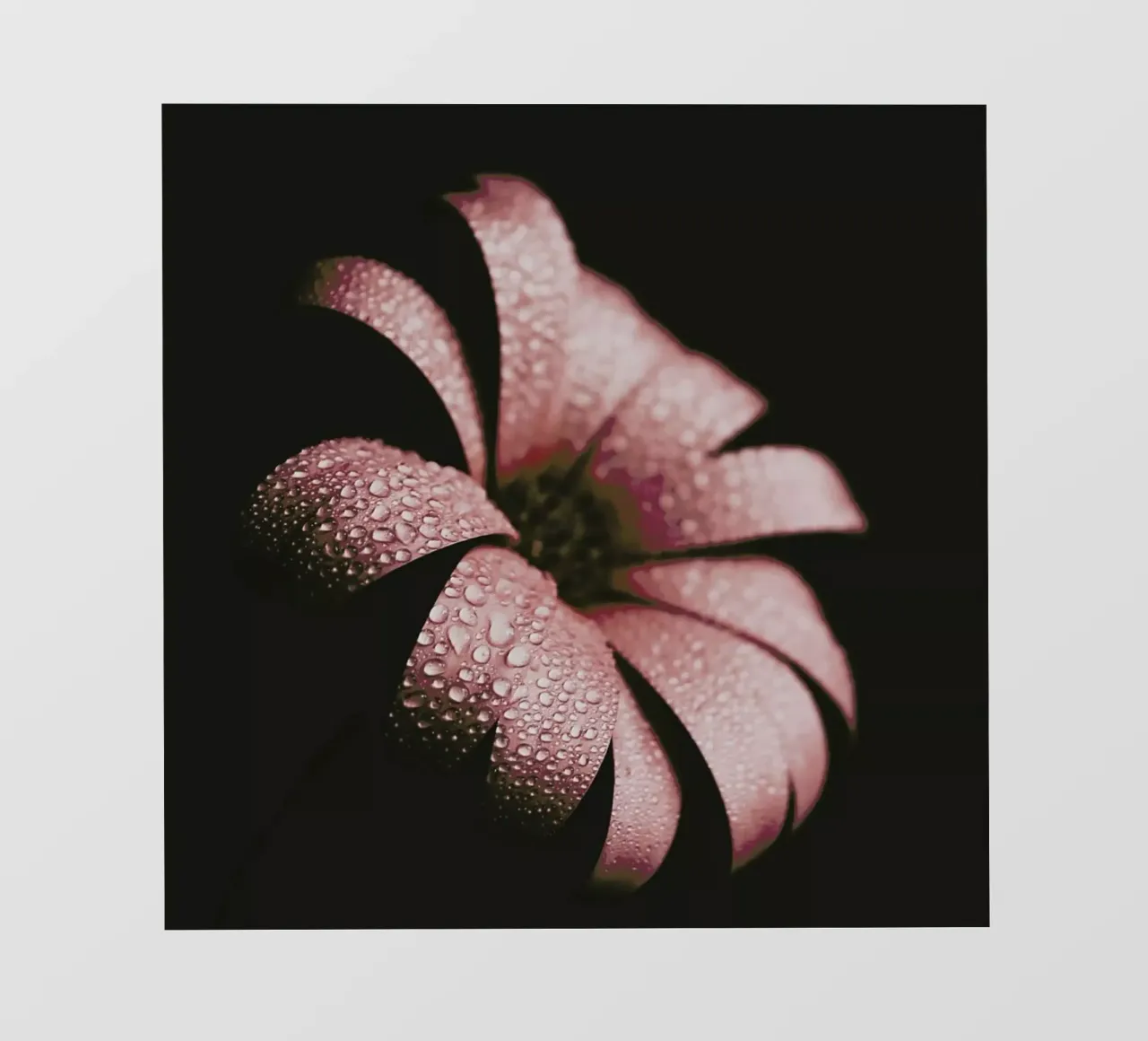 Dusty Pink pellicola backlit da Ingrid Beddoes