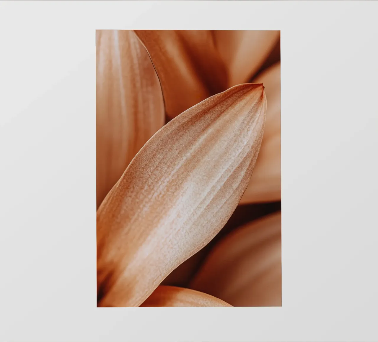 Leaf Detail pellicola backlit da treechild