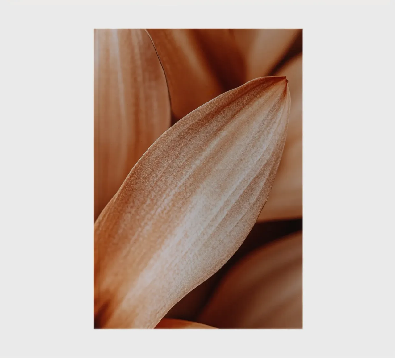 Leaf Detail diario da treechild