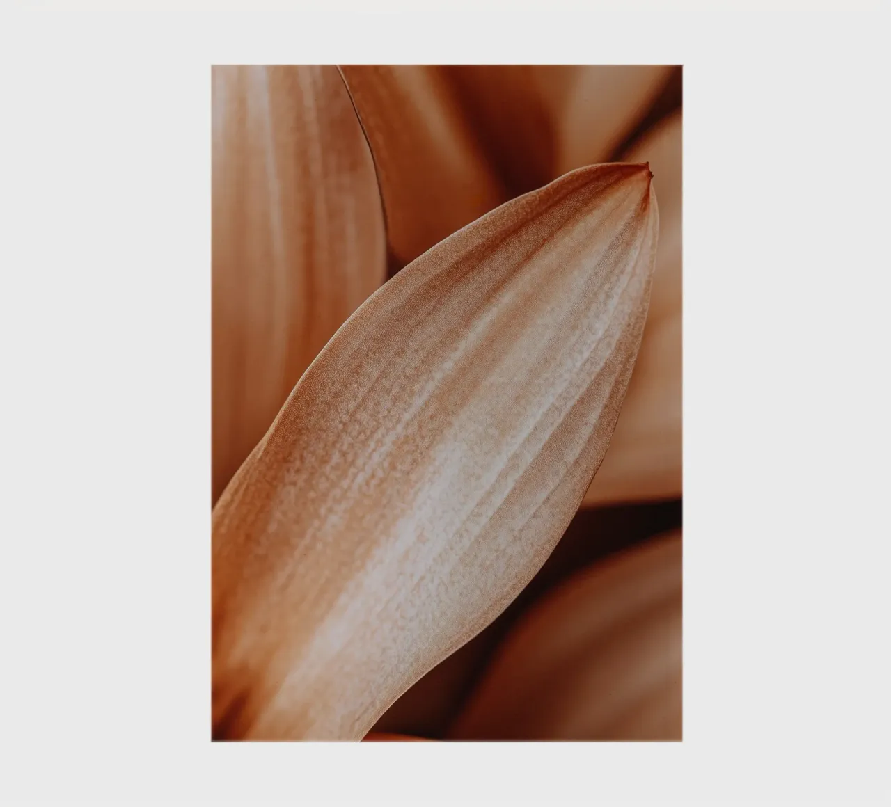 Leaf Detail diario da treechild