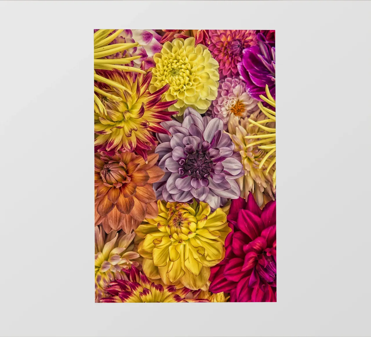 Bellissime dalie in piena fioritura pellicola backlit da Curious Collections by Marielle Leenders
