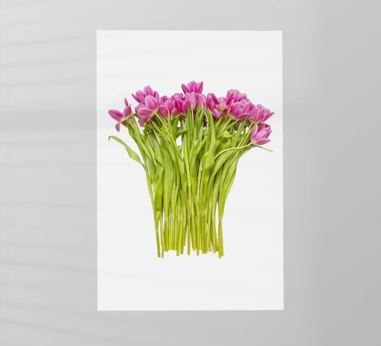 Un tocco di bellezza: Un bouquet di tulipani rosa pellicola backlit da Curious Collections by Marielle Leenders