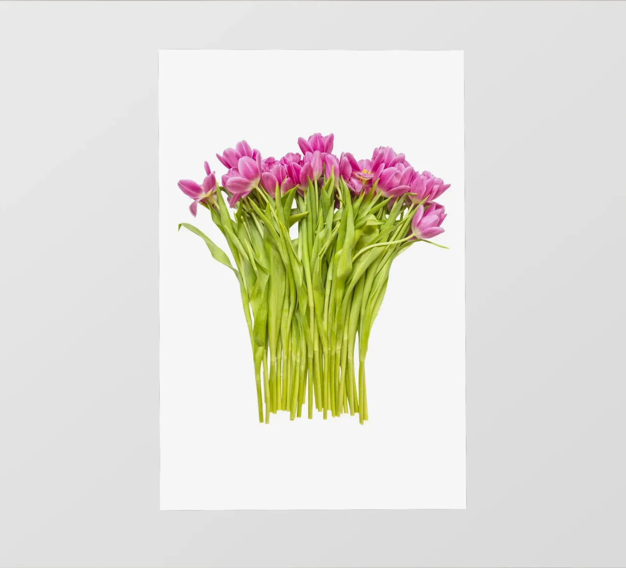 Un tocco di bellezza: Un bouquet di tulipani rosa pellicola backlit da Curious Collections by Marielle Leenders