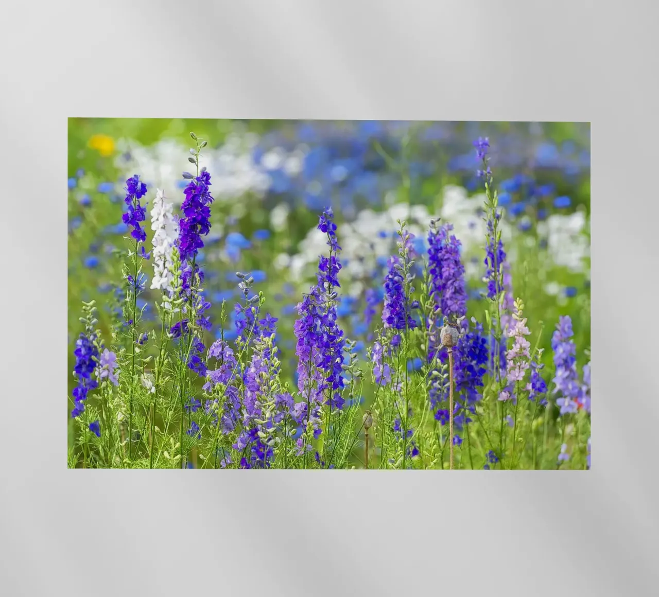 Un mare di serenità: Campo di delphinium viola pellicola backlit da Curious Collections by Marielle Leenders