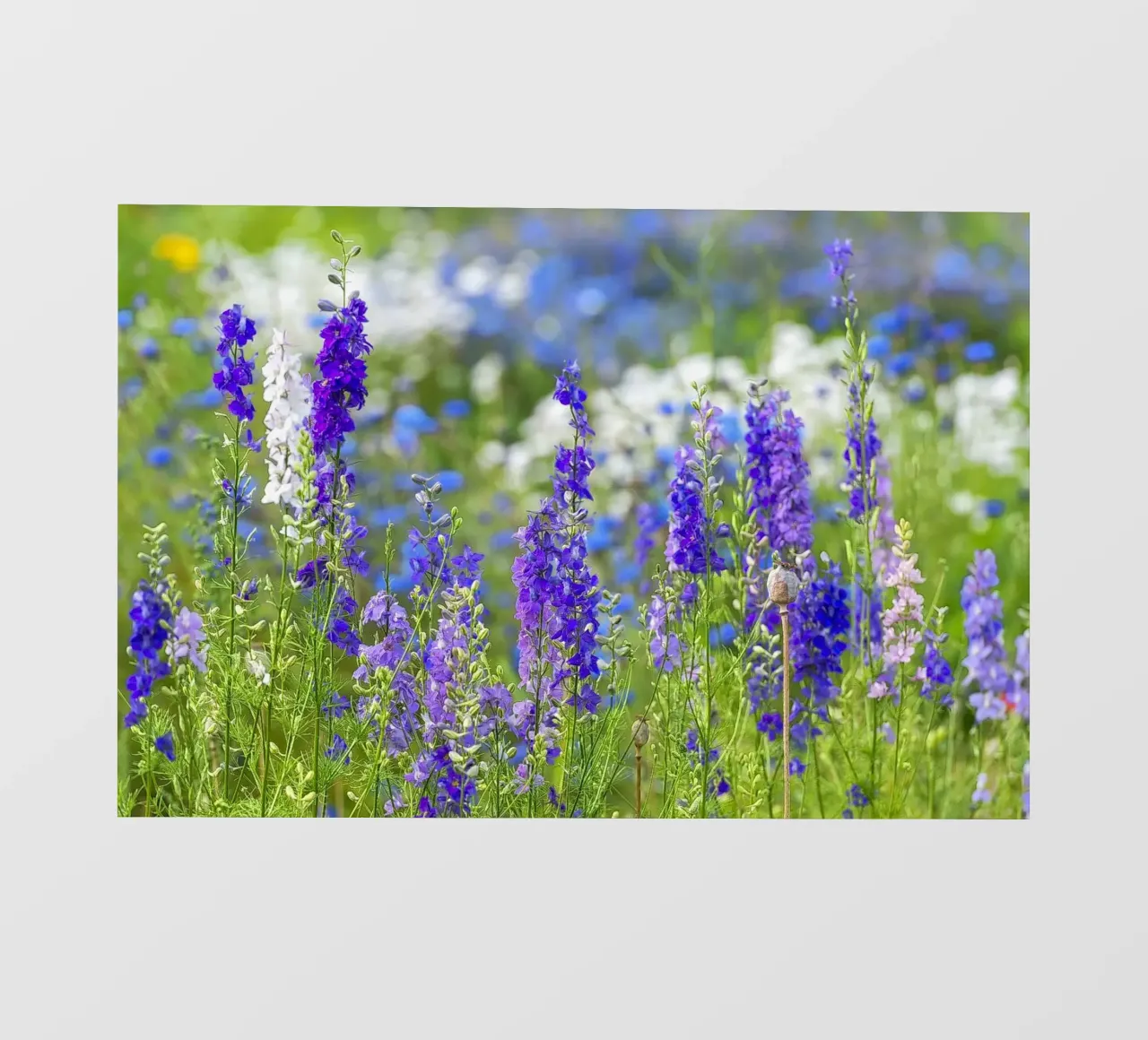 Un mare di serenità: Campo di delphinium viola pellicola backlit da Curious Collections by Marielle Leenders