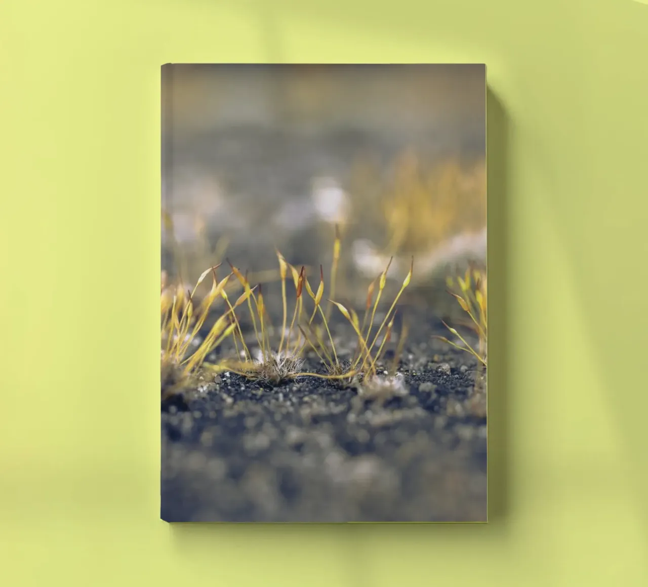 Moss in autumn notebook by Moritz Bruns