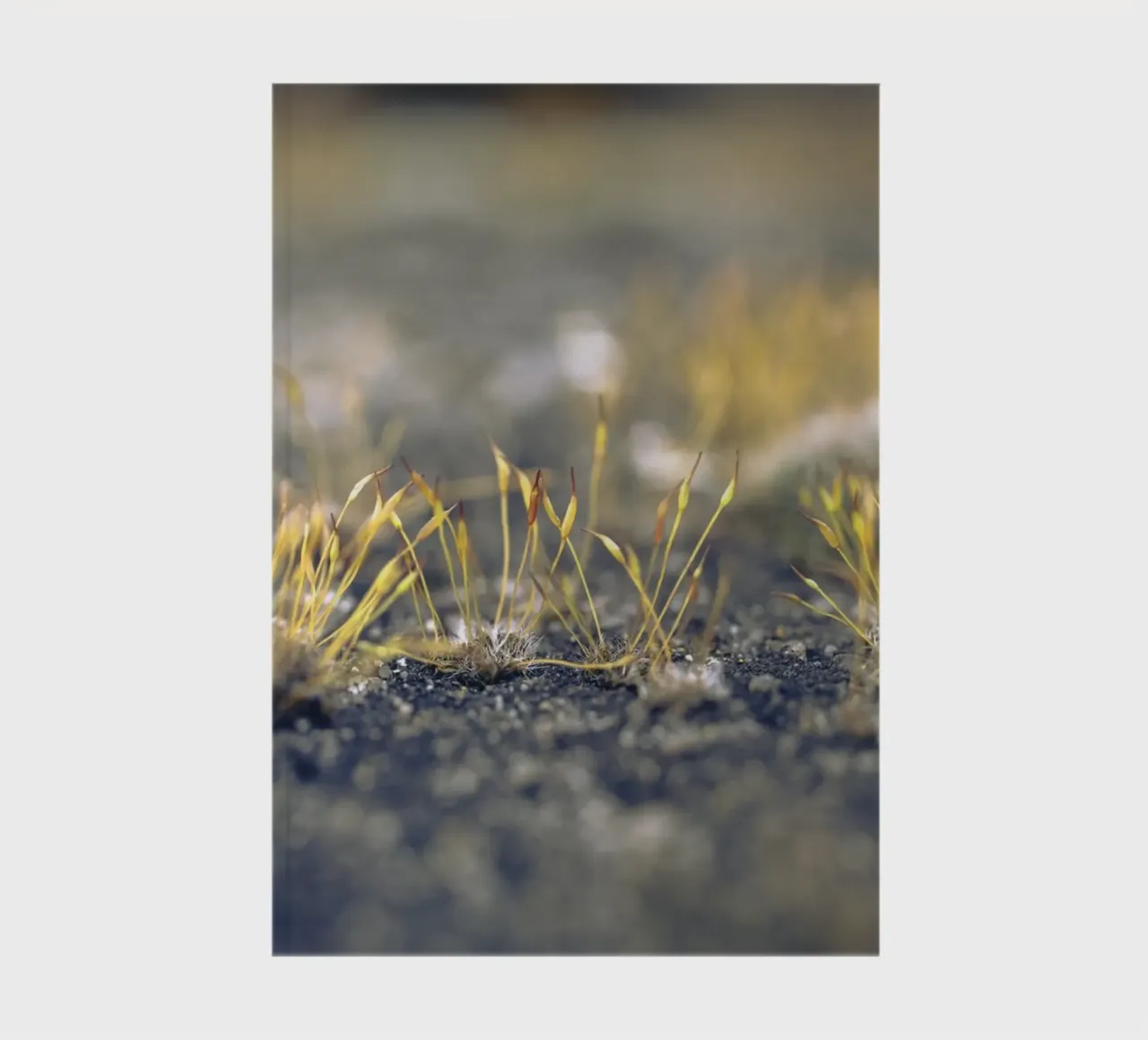 Moss in autumn notebook by Moritz Bruns