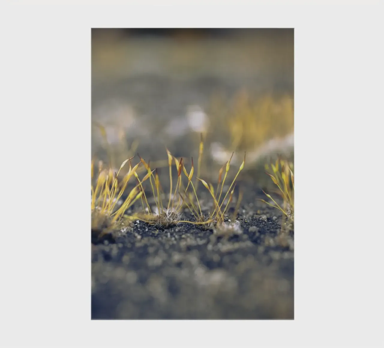 Moss in autumn notebook by Moritz Bruns