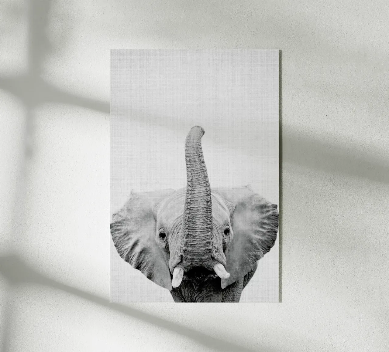 Print 50 plexiglass da Lila & Lola