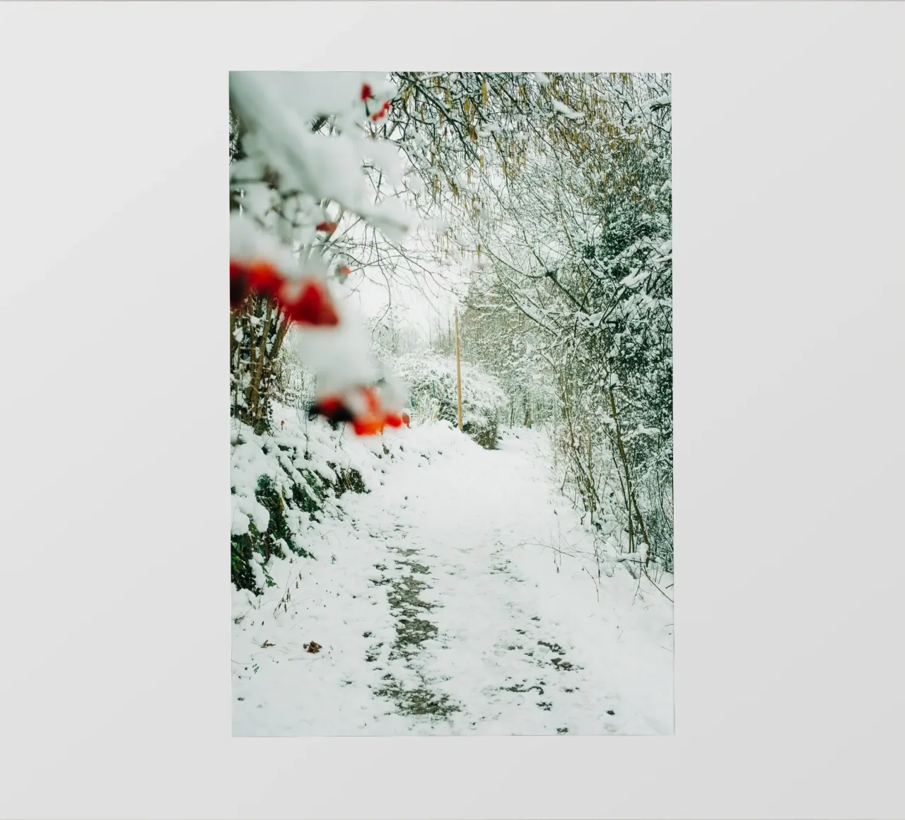 Paesaggio invernale Svizzera sassone - Sentiero forestale con la neve pellicola backlit da Bold and Retro