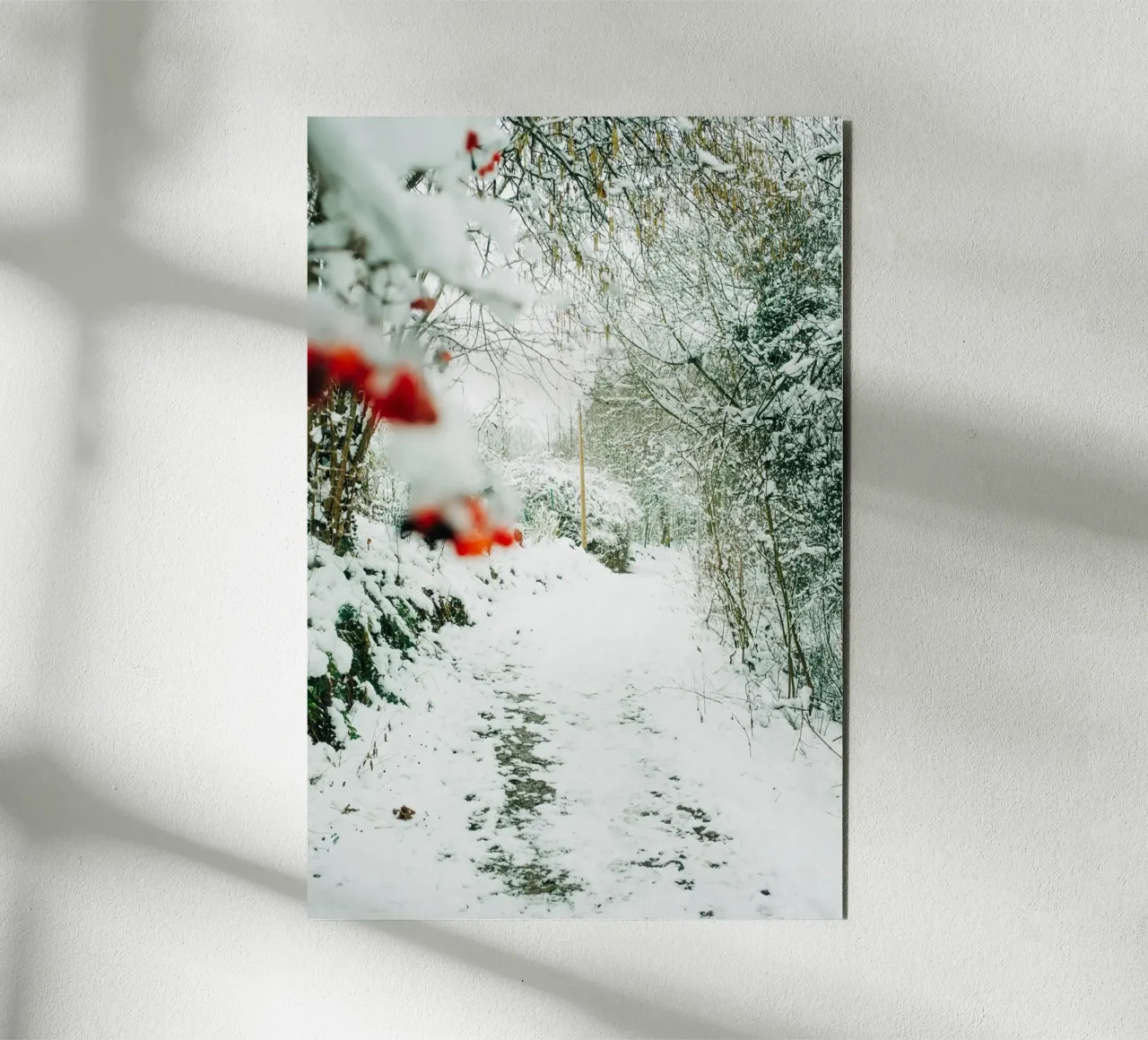 Paesaggio invernale Svizzera sassone - Sentiero forestale con la neve alluminio dibond da Bold and Retro