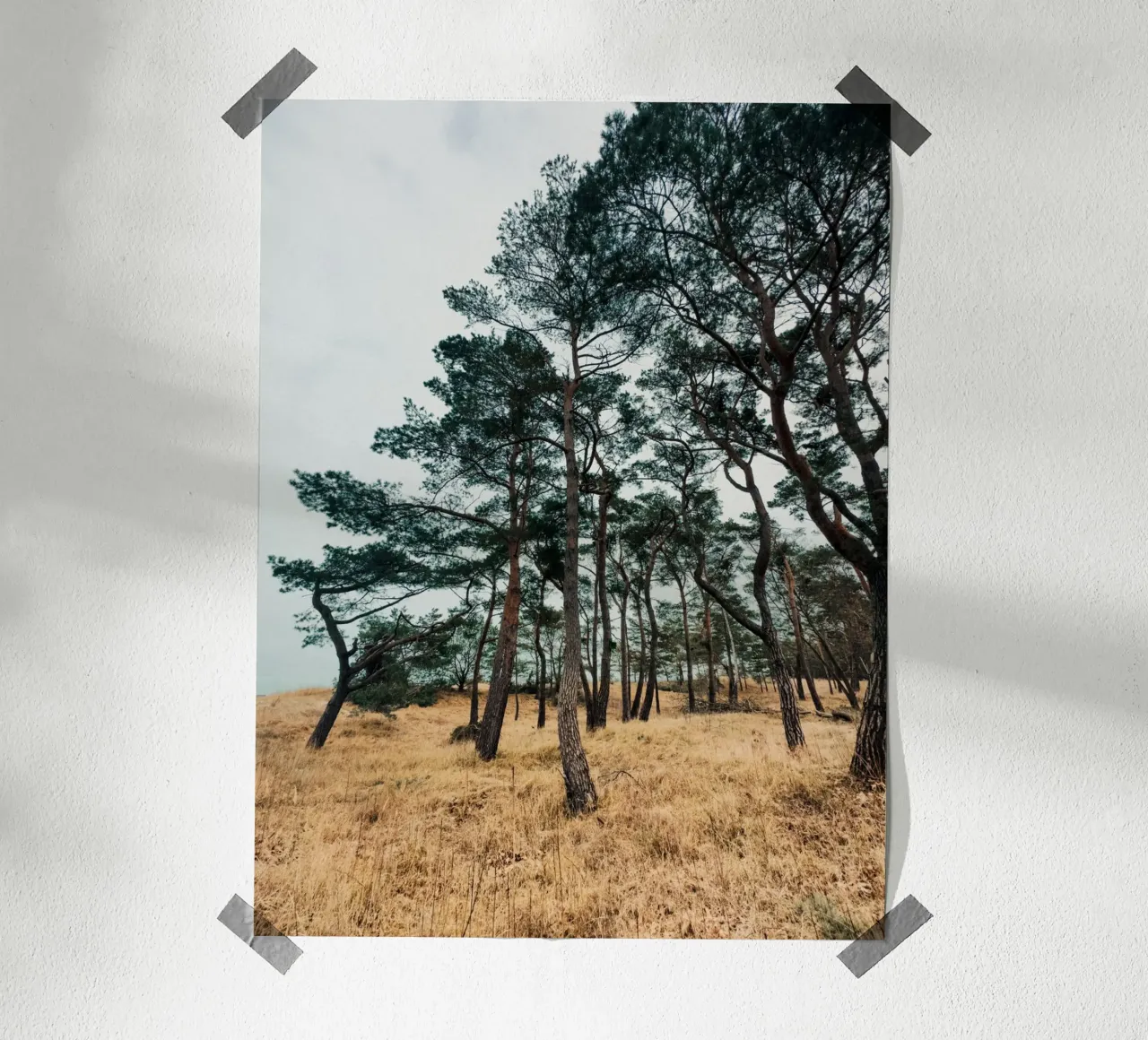 Woodland Beauty poster with aluminum frame by Sebastian Hilgetag
