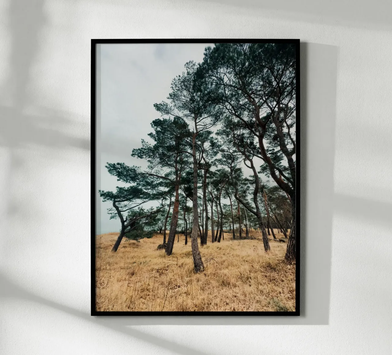 Woodland Beauty poster with aluminum frame by Sebastian Hilgetag