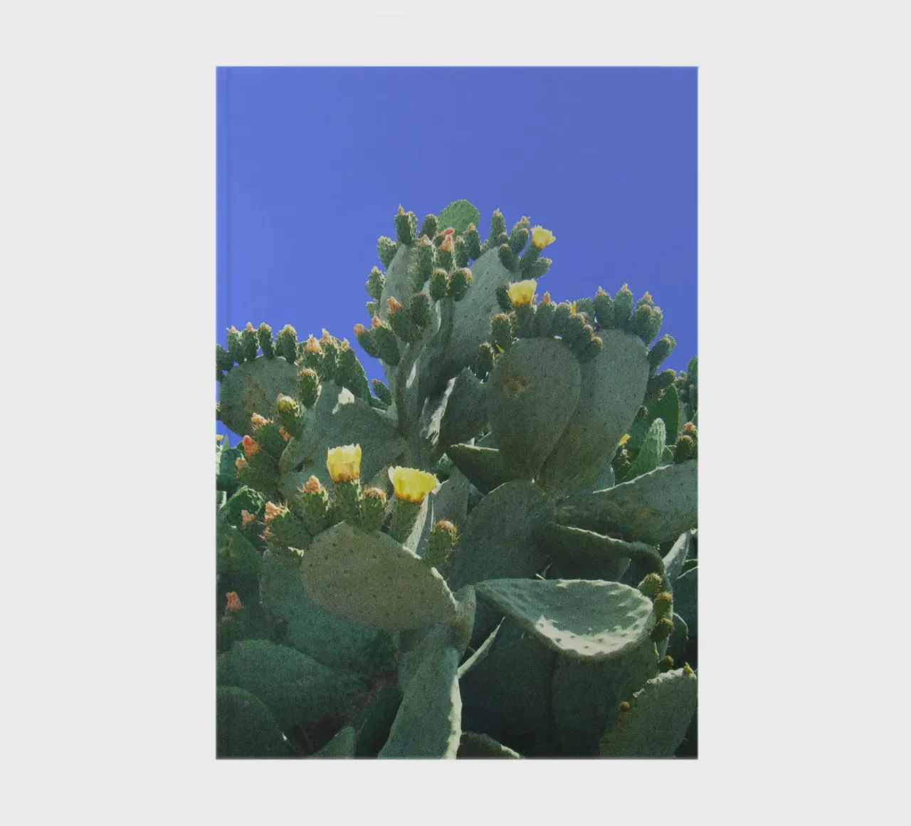 Cactus with flowers against a blue background notebook by Lisa Jureczko Arts Illustration