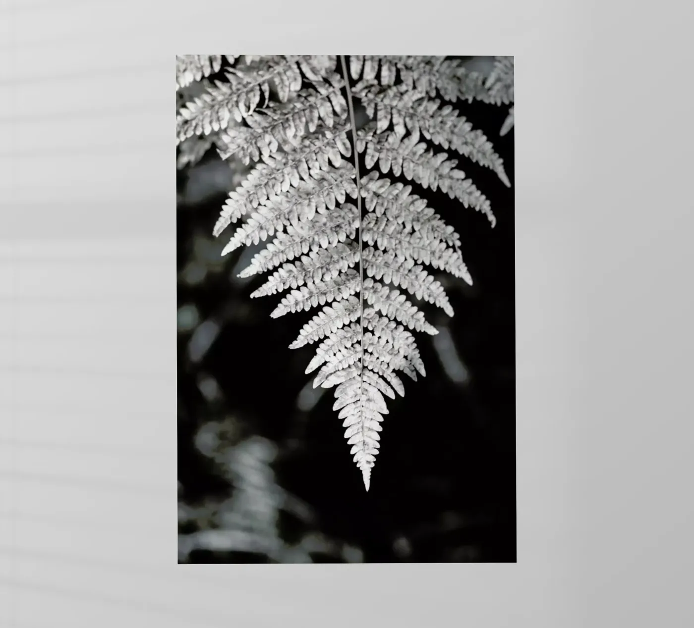 Fern pellicola backlit da Studio Nahili