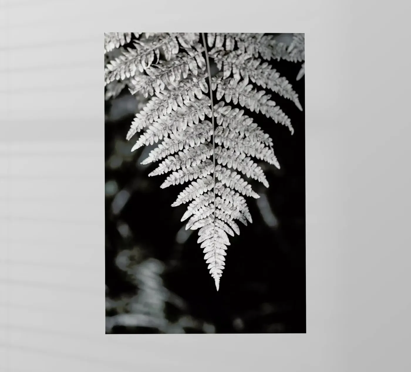 Fern pellicola backlit da Studio Nahili