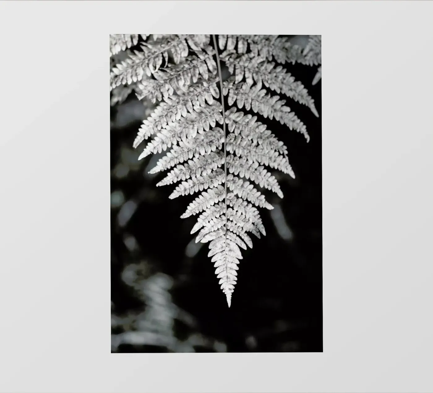 Fern pellicola backlit da Studio Nahili