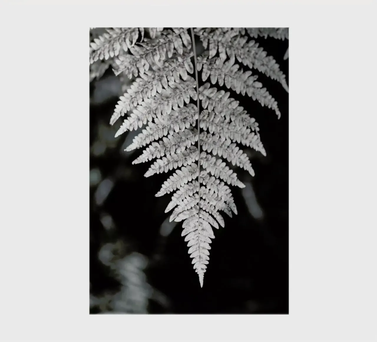 Fern notebook by Studio Nahili