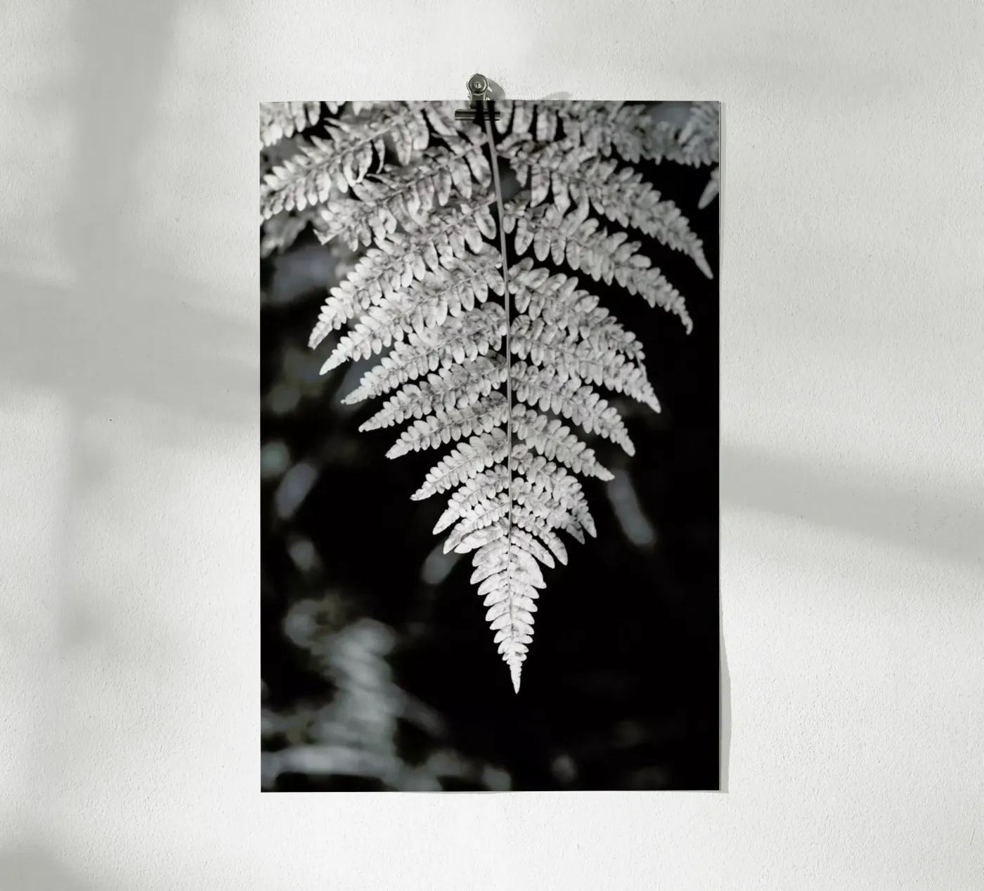 Fern poster da Studio Nahili