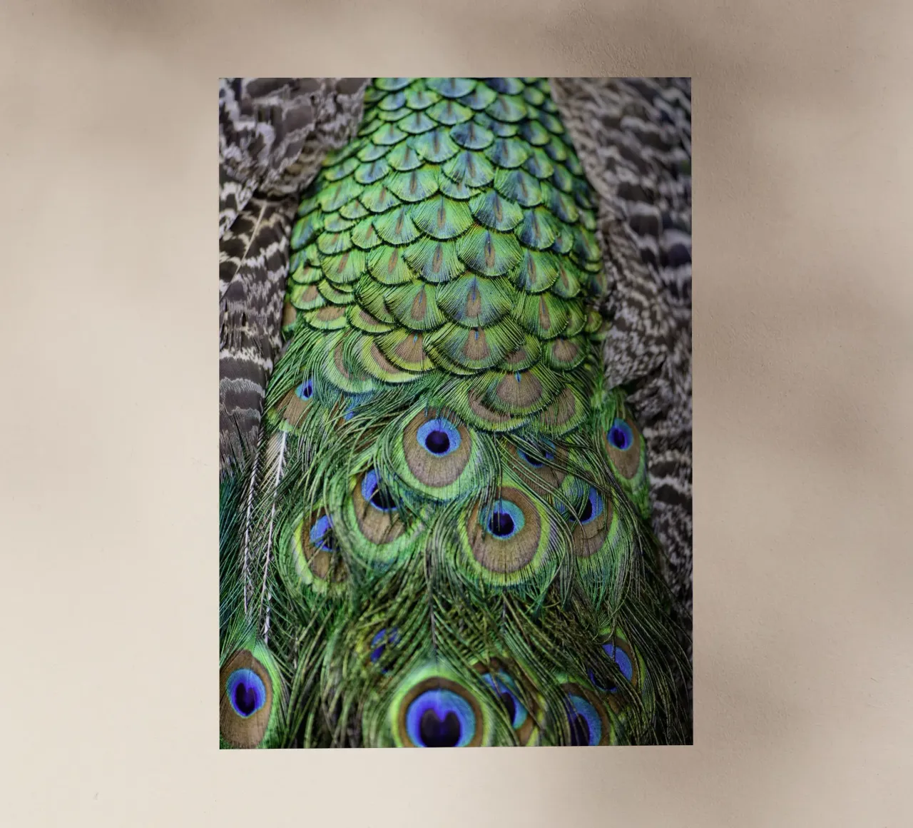 Peacock Feathers – Nature's Vibrant Masterpiece pellicola backlit da Curious Collections by Marielle Leenders