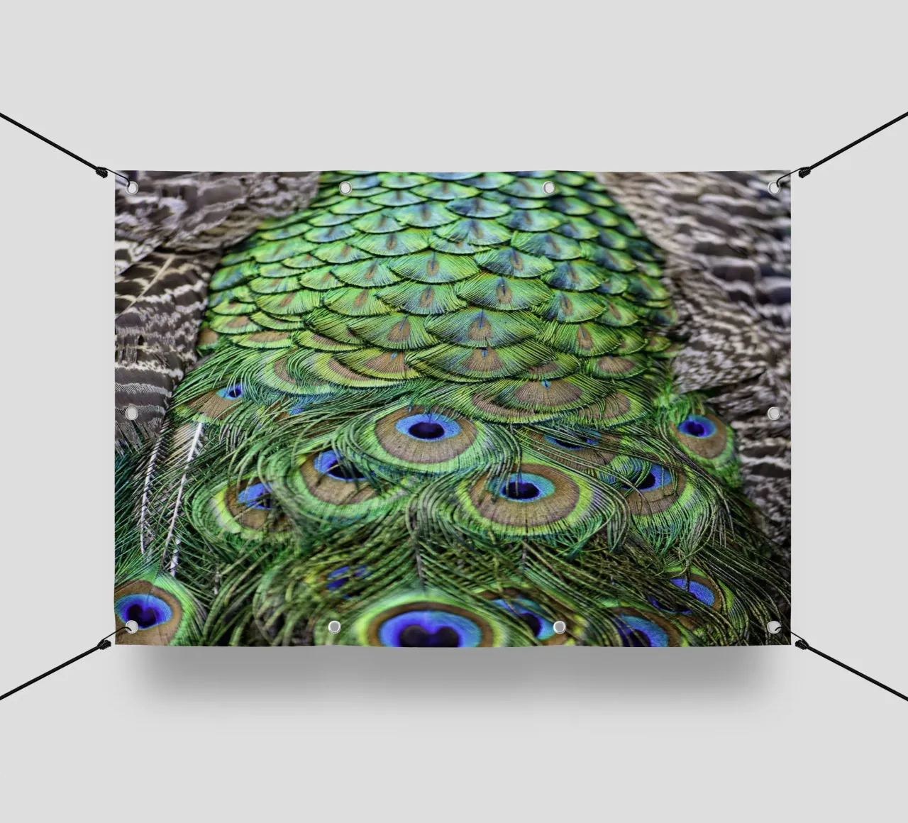 Peacock Feathers – Nature's Vibrant Masterpiece telo in pvc da Curious Collections by Marielle Leenders