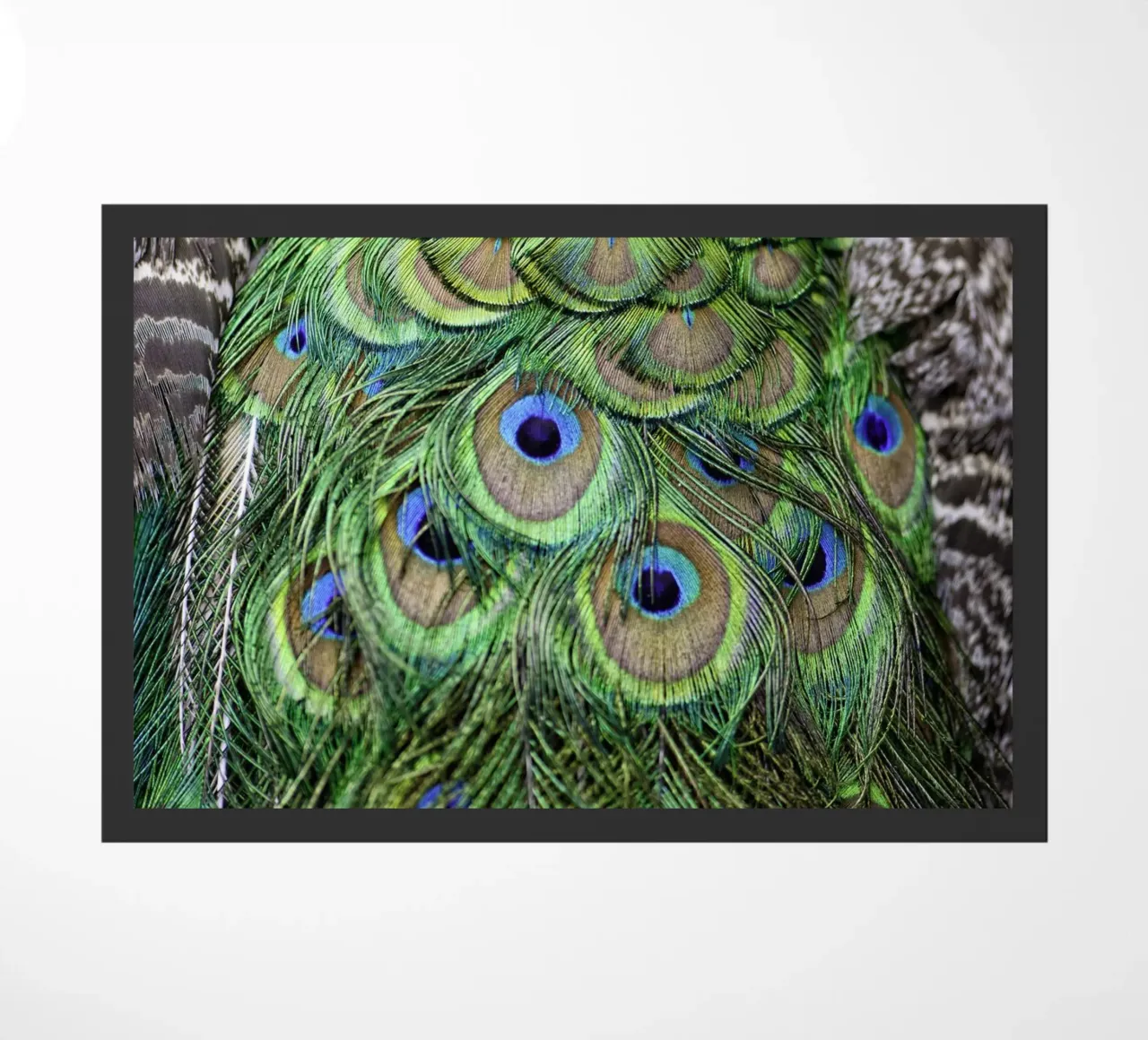 Peacock Feathers – Nature's Vibrant Masterpiece zerbino da Curious Collections by Marielle Leenders