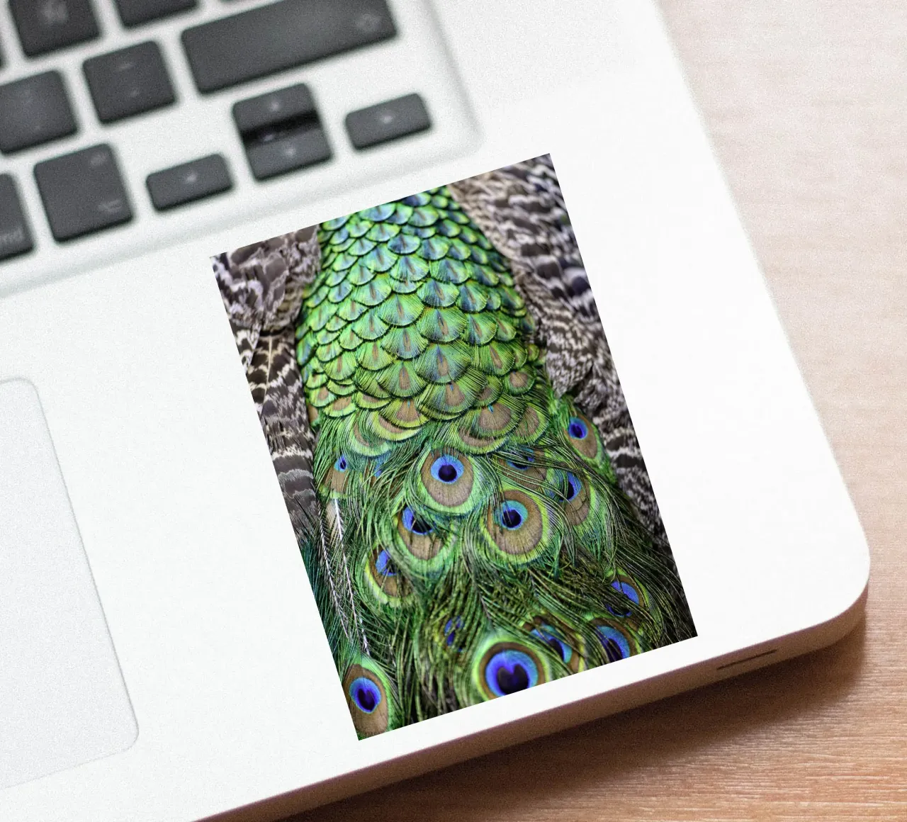 Peacock Feathers – Nature's Vibrant Masterpiece sticker by Curious Collections by Marielle Leenders