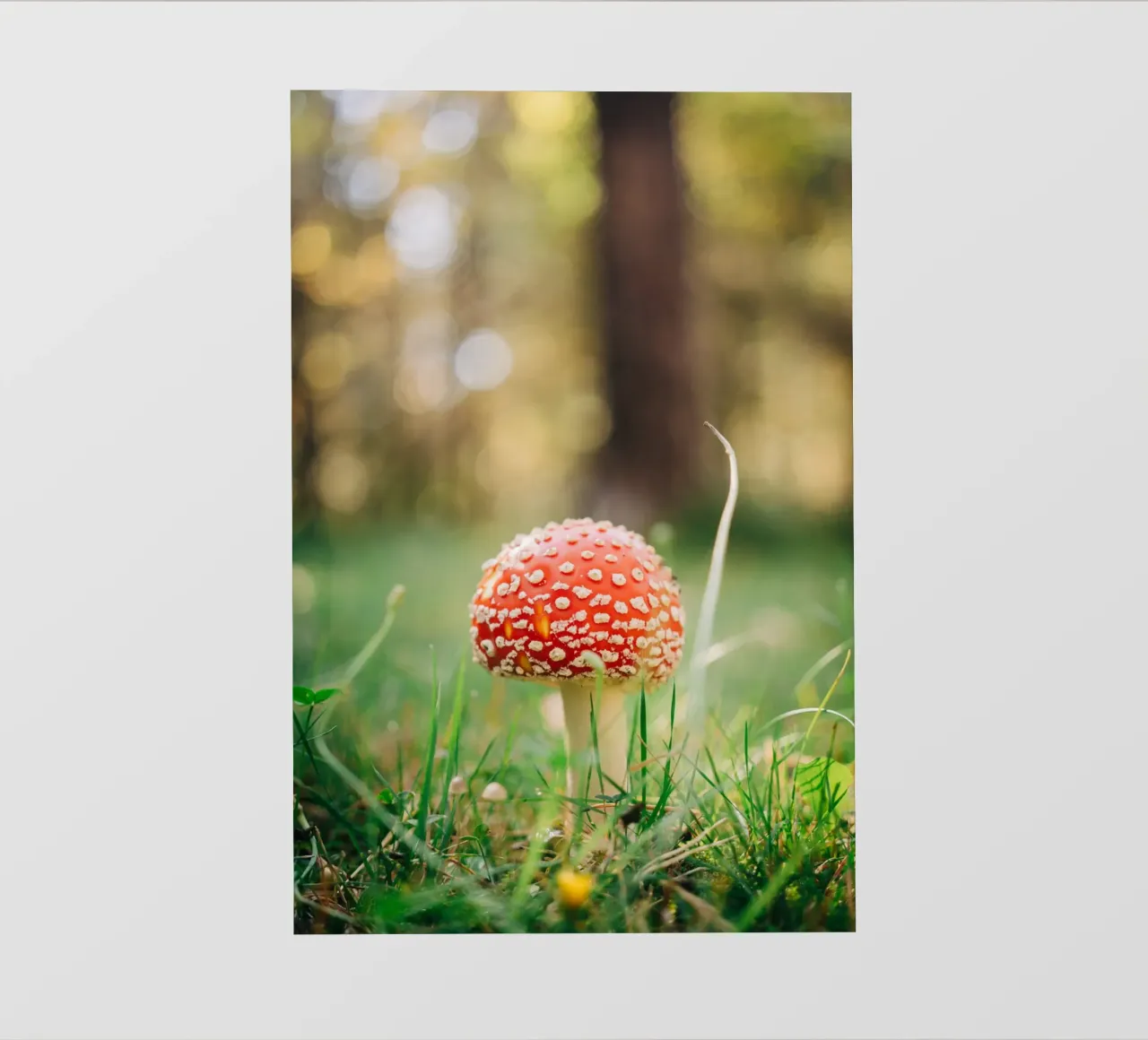 Fly agaric in the forest - mushroom photography in autumn photo wallpaper by Bold and Retro