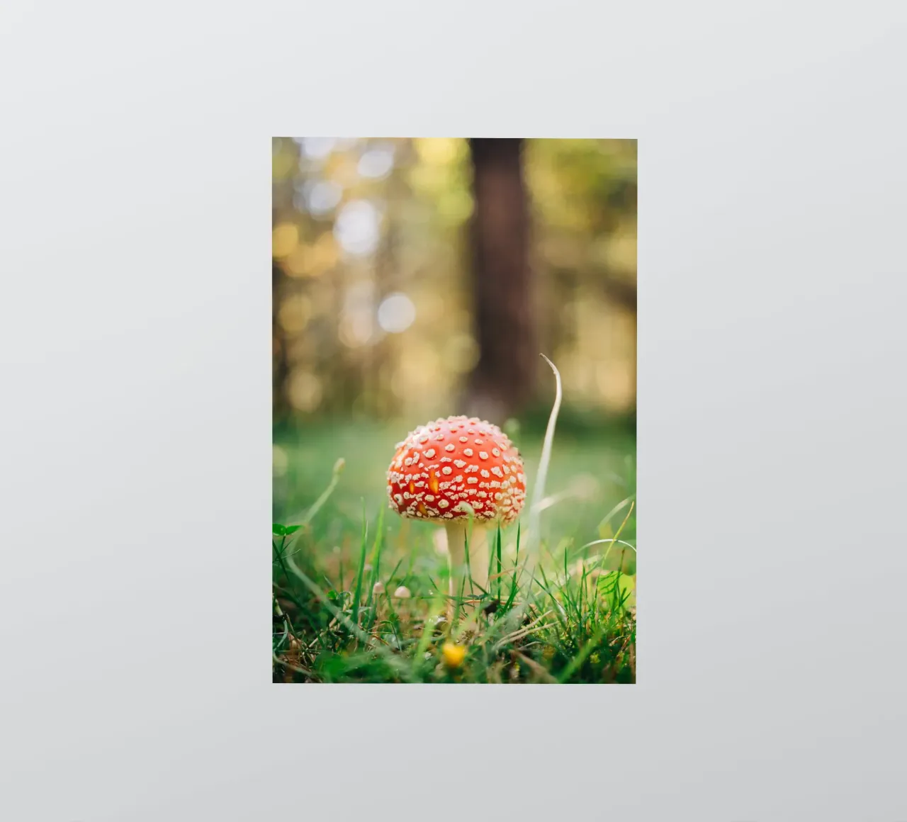 Fly agaric in the forest - mushroom photography in autumn sticker by Bold and Retro