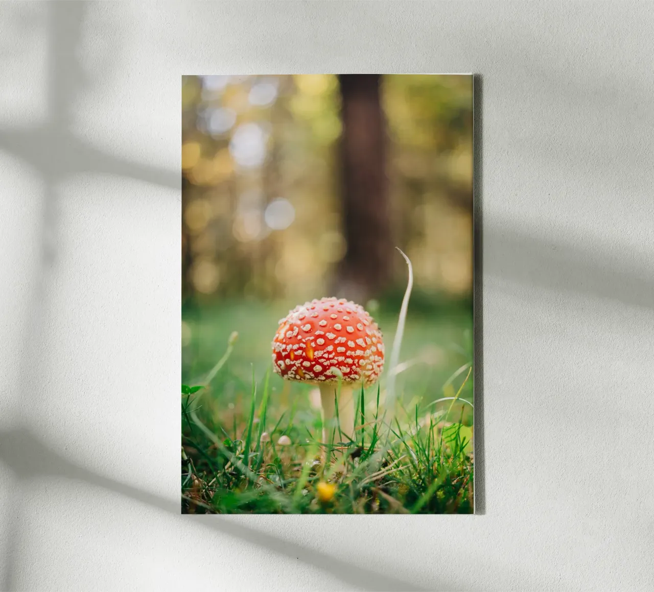 Fly agaric in the forest - mushroom photography in autumn canvas by Bold and Retro