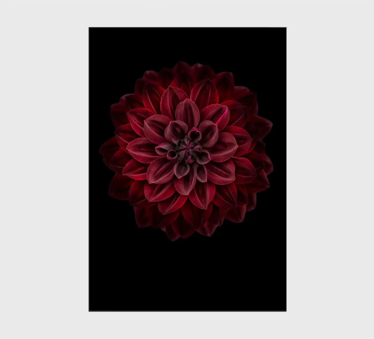 Elegance Redefined: Striking Deep Red Dahlia notebook by Curious Collections by Marielle Leenders