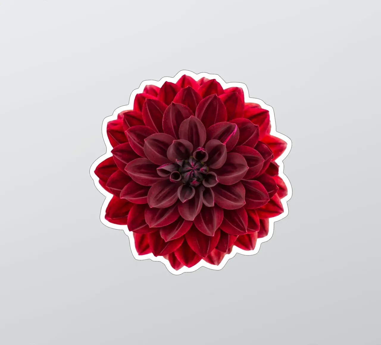 L'eleganza ridefinita: Dahlia rosso intenso di grande effetto adesivo da Curious Collections by Marielle Leenders