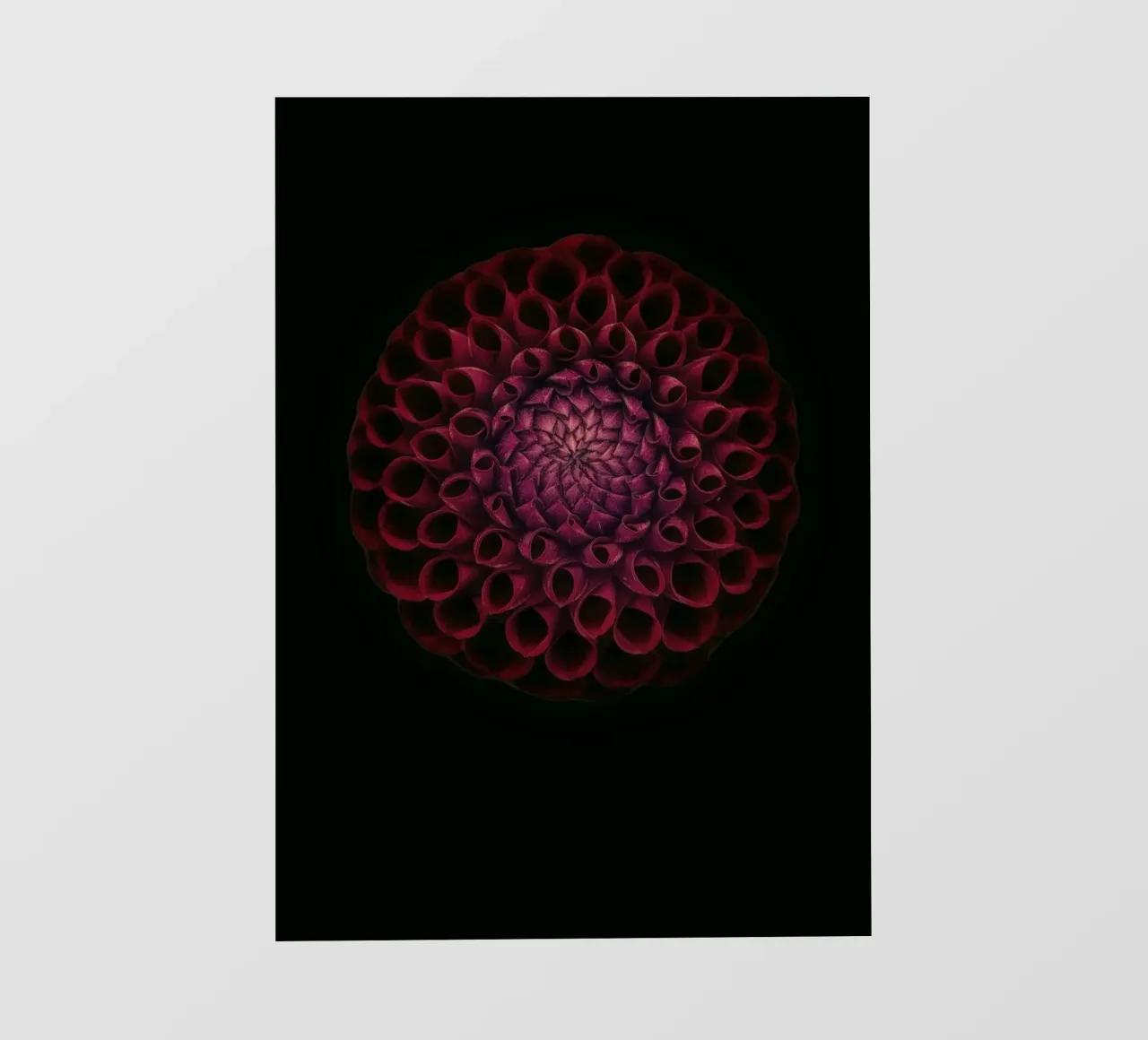 Velvety Deep Red Dahlia – A Bold Statement of Elegance photo wallpaper by Curious Collections by Marielle Leenders