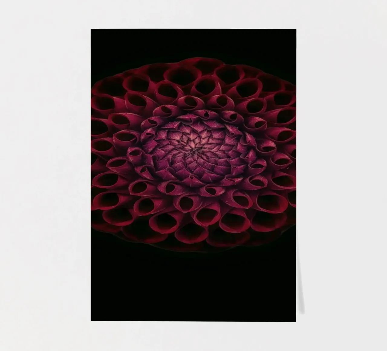 Velvety Deep Red Dahlia – A Bold Statement of Elegance sticker sheet by Curious Collections by Marielle Leenders