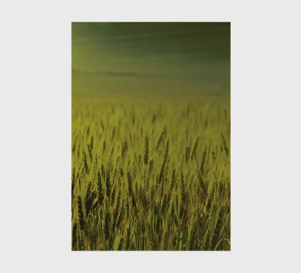 Wheat in Concordia notebook by Emma Zoe Brew