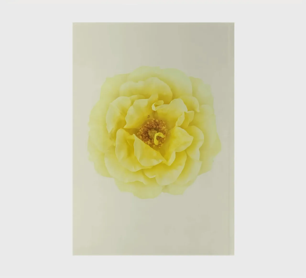 Une floraison d'une douce élégance : La rose jaune carnet de notes de Curious Collections by Marielle Leenders