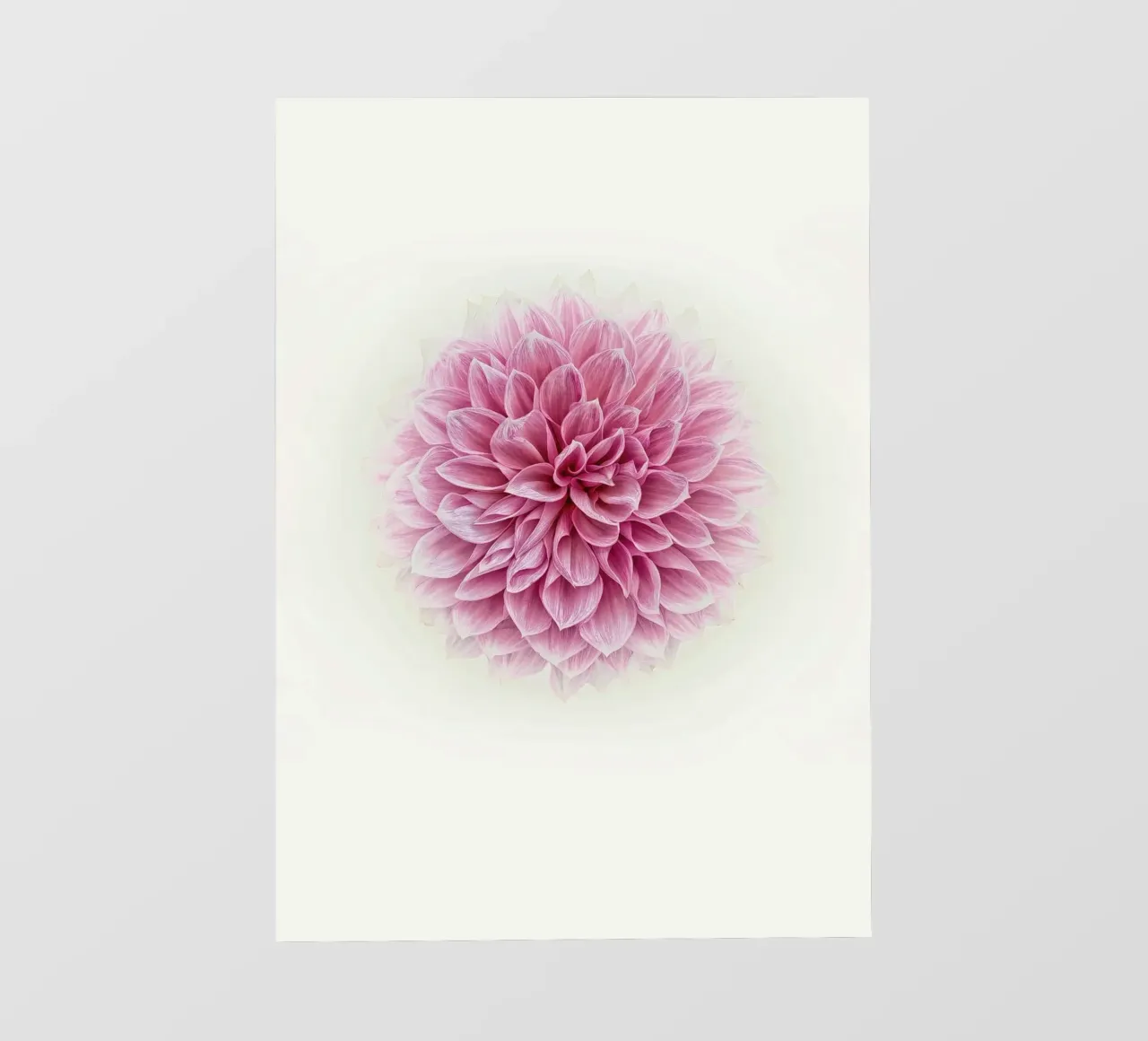 Grace and Tranquility in Bloom- Serene Pink Dahlia photo wallpaper by Curious Collections by Marielle Leenders