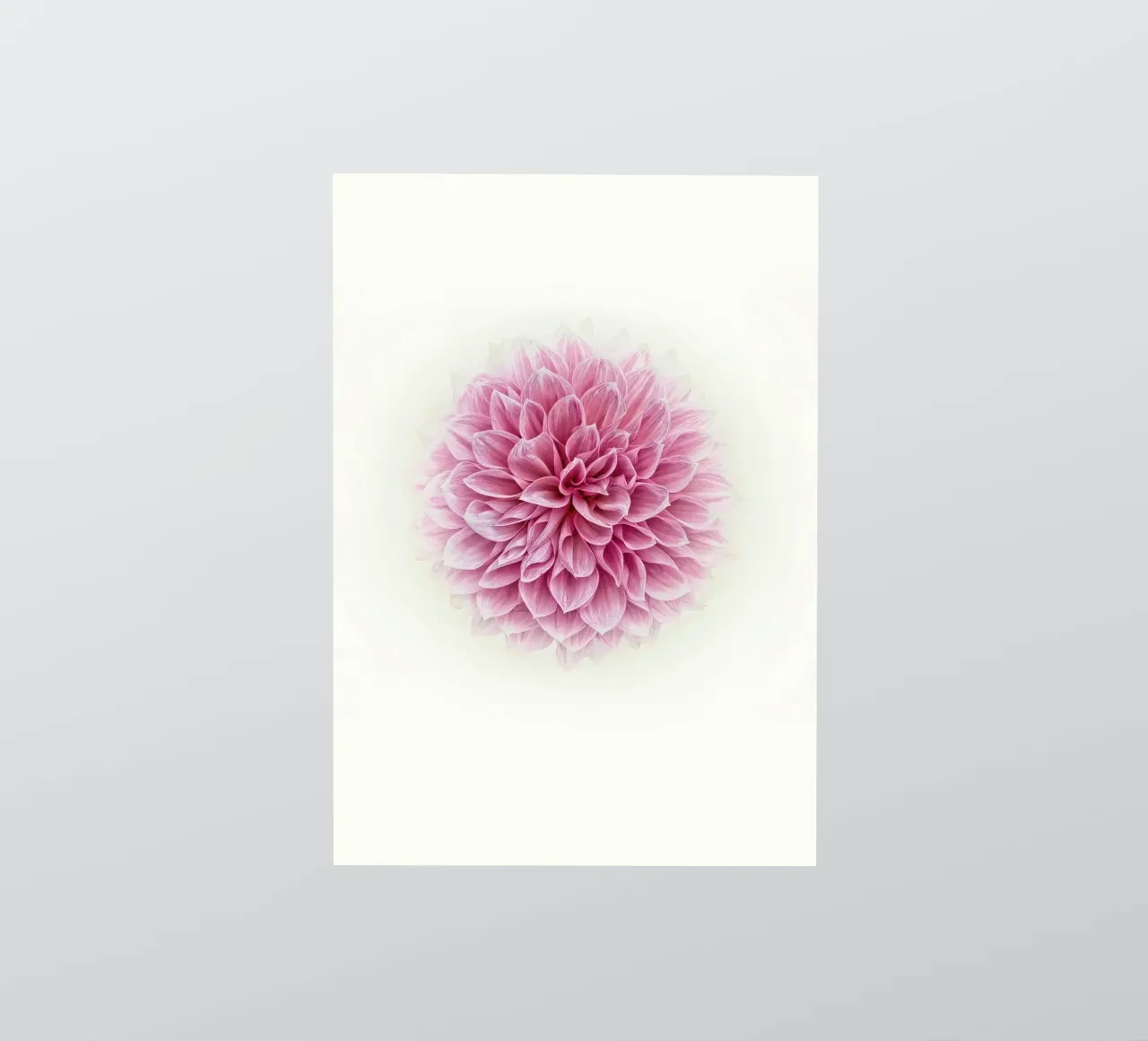 Grace and Tranquility in bloei - Serene Roze Dahlia sticker van Curious Collections by Marielle Leenders