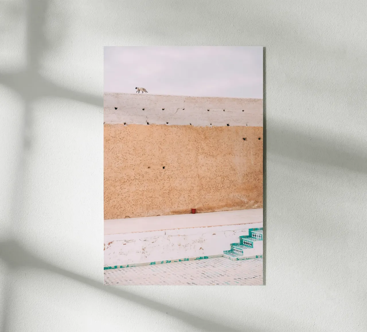 Cat in Morocco plexiglass da patiphotography