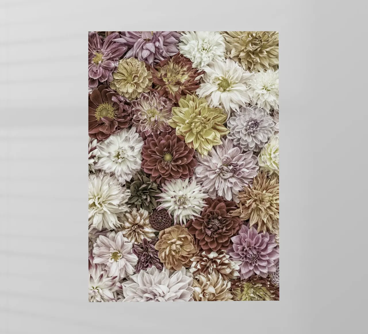 Soft Elegance in Bloom - Pastel Dahlias pellicola backlit da Curious Collections by Marielle Leenders