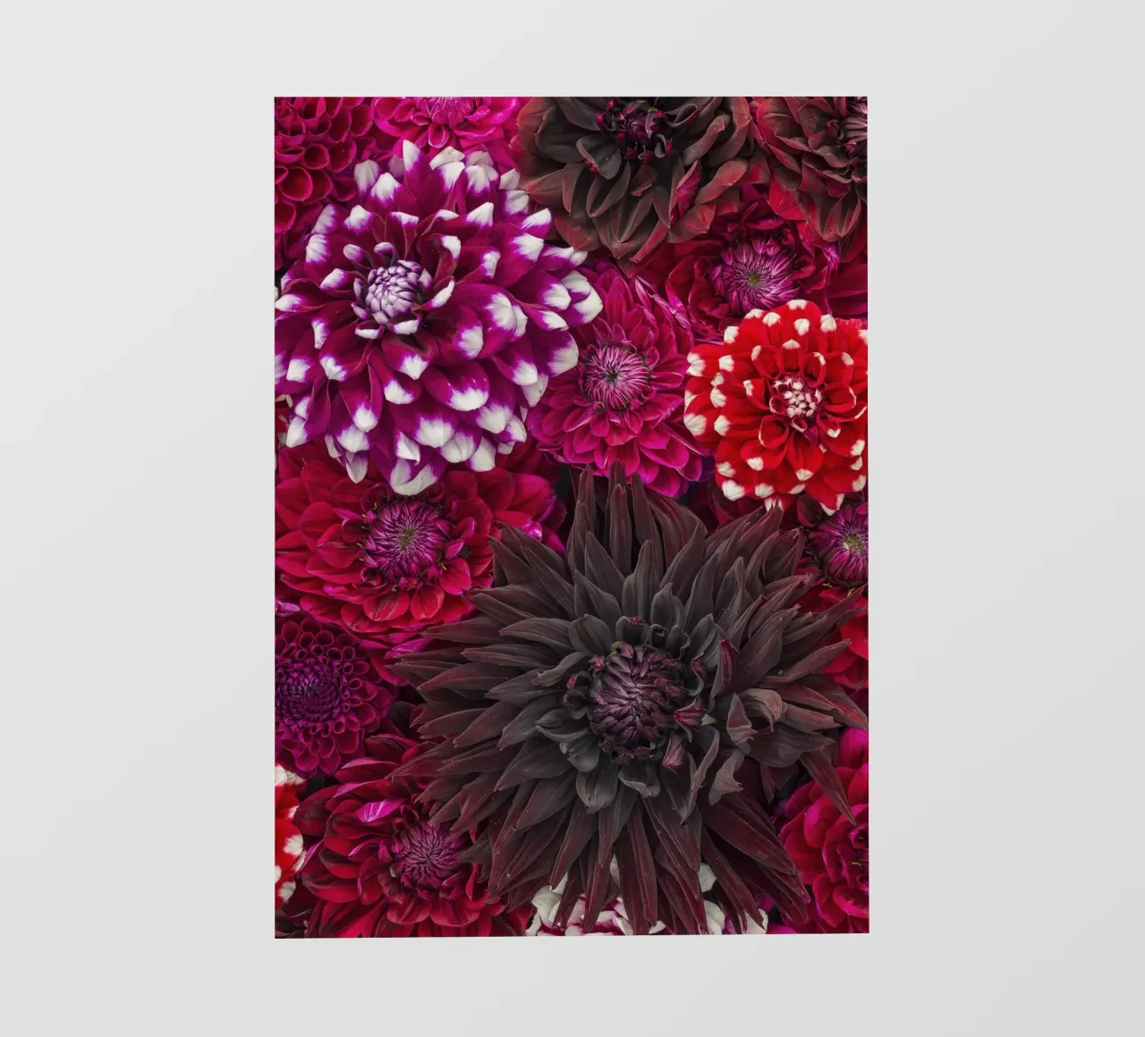 Shades of Passion and Elegance - Beautiful Red Dahlias pvc cover by Curious Collections by Marielle Leenders