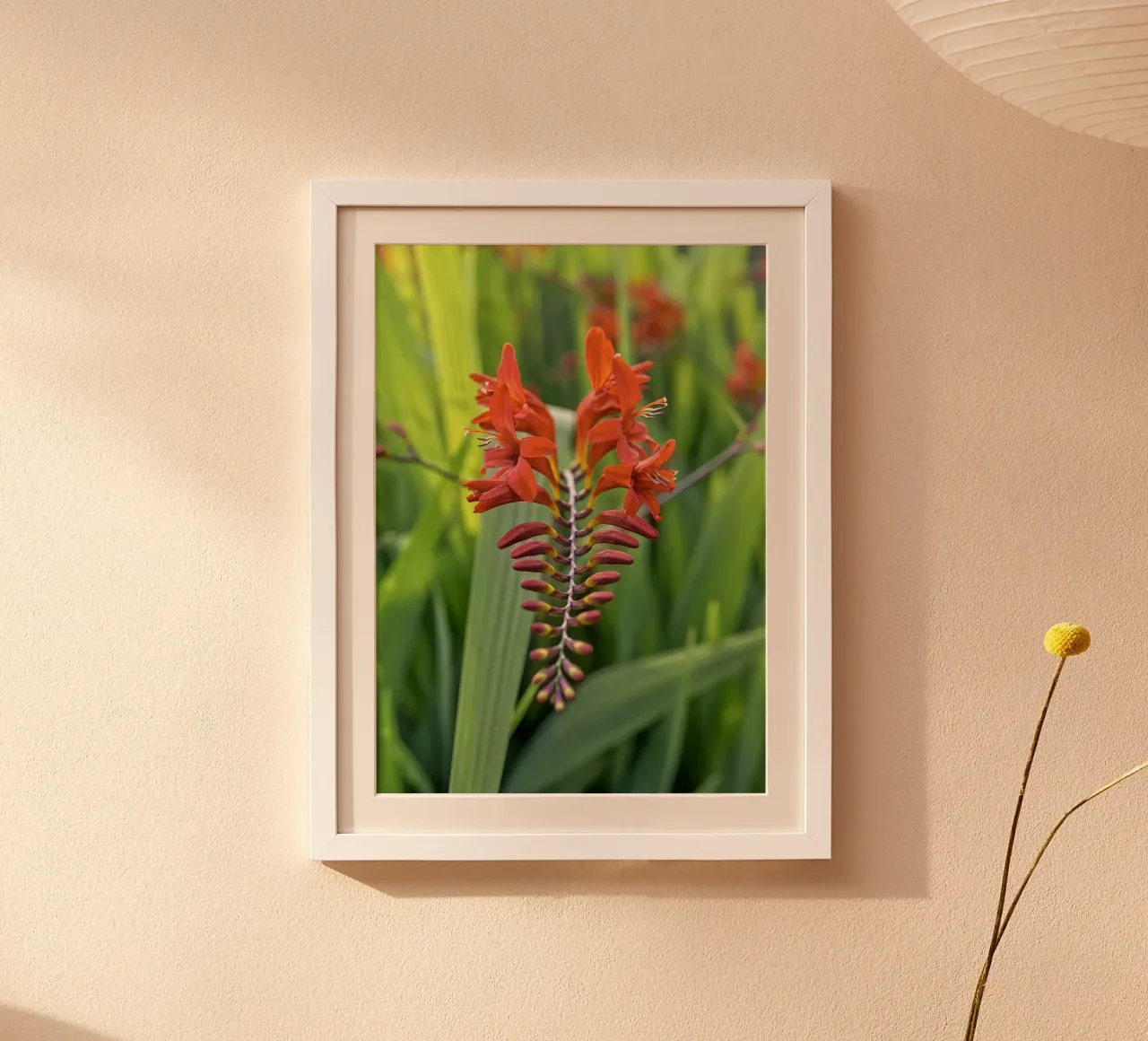 Un simbolo del paradiso - Fiore tropicale rosso poster con telaio in alluminio da Curious Collections by Marielle Leenders